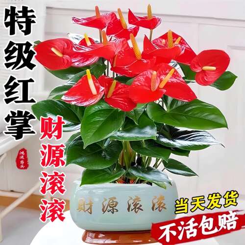 红掌盆栽带花大叶鸿运当头客厅旺宅好养花卉绿植物办公室内桌面小