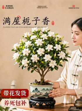 栀子花盆栽四季开花带花苞浓香型老桩树苗室内阳台耐热花卉绿植物