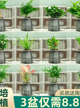 绿萝发财树文竹花卉盆栽室内植物绿箩吊兰富贵竹水培绿植四季好养