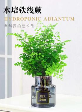 绿植花卉耐阴净化空气水培 铁线蕨盆栽铁丝草多年生常绿草本观叶