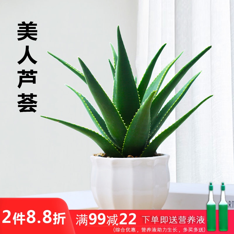 芦荟盆栽美容可食用室内净化空气植物办公室防辐射吸甲醛好养绿植