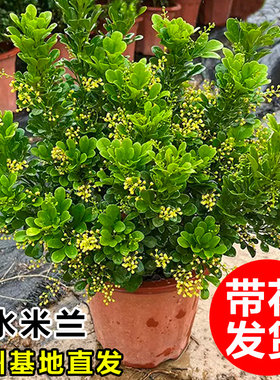 香水米兰花盆栽带花苞老桩树苗花卉绿植室内阳台四季开花驱蚊植物