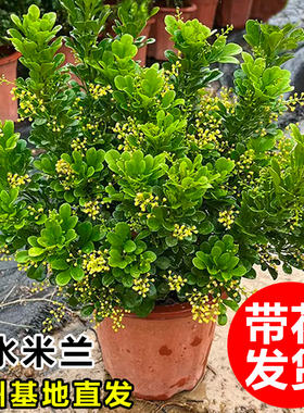 香水米兰花盆栽带花苞老桩树苗花卉绿植室内阳台四季开花驱蚊植物
