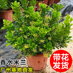 香水米兰花盆栽带花苞老桩树苗花卉绿植室内阳台四季开花驱蚊植物