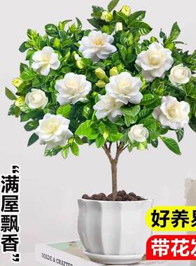 独杆棒棒糖栀子花阳台盆栽带花苞大叶老桩浓香牡丹四季开花卉植物