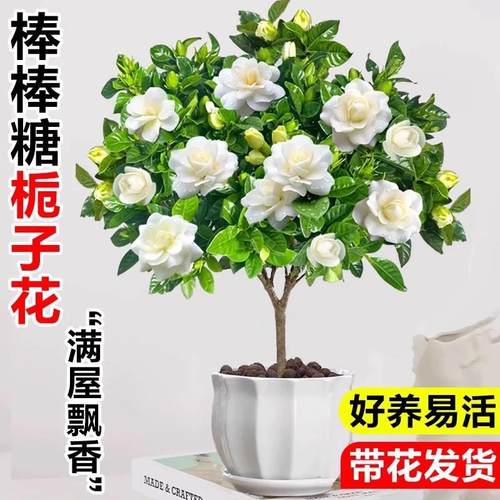 独杆棒棒糖栀子花阳台盆栽带花苞大叶老桩浓香牡丹四季开花卉植物