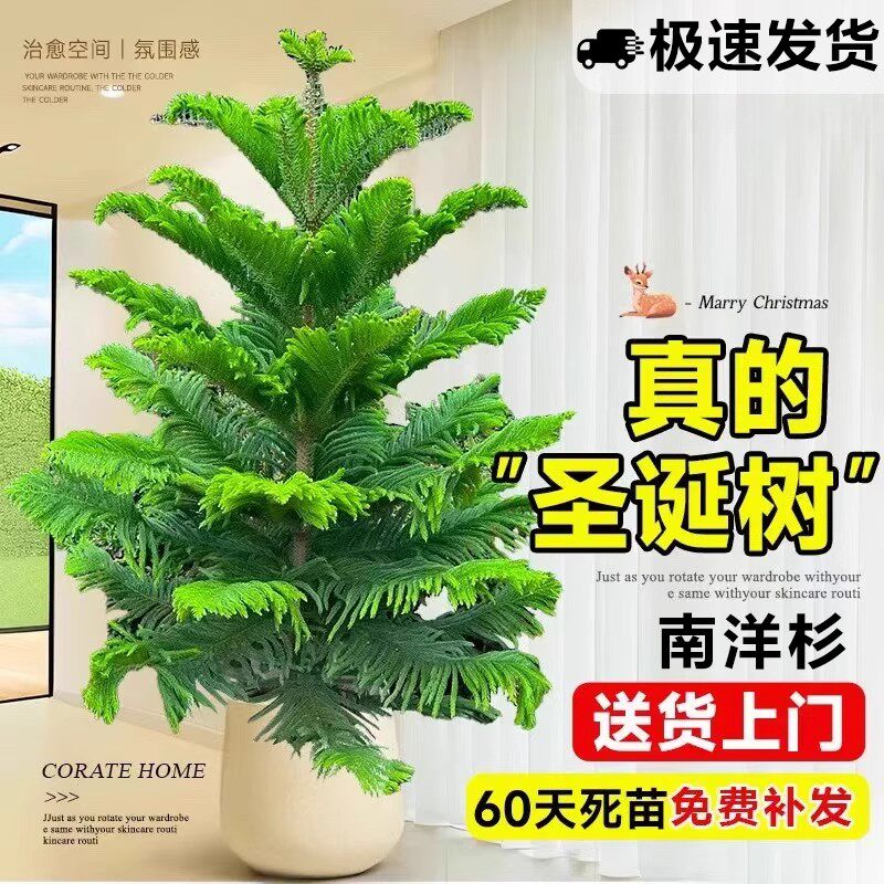 南洋杉盆栽南洋松树苗圣诞树真树盆景客厅办公室大型绿植四季常青