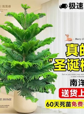 南洋杉盆栽南洋松树苗圣诞树真树盆景客厅办公室大型绿植四季常青