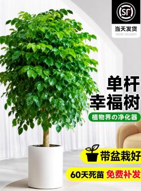 幸福树客厅盆栽四季常青发财树室内净化空气植物平安树吸甲醛绿植