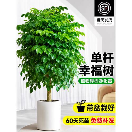 幸福树客厅盆栽四季常青发财树室内净化空气植物平安树吸甲醛绿植