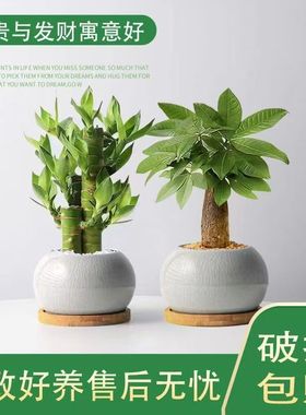 发财树富贵竹步步高好寓意桌面吸甲醛室内绿植高端盆栽办公室茶桌