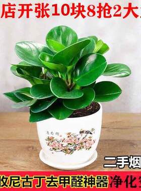 四季常青豆瓣绿吸烟鬼花青叶碧玉室内盆栽水培观叶绿植净化空气