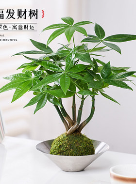 发财树盆栽绿植水培植物苔藓球室内办公室桌面上造型茶几四季常青