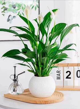 白掌一帆风顺好养植物室内开花绿植办公室客厅美观净化空气