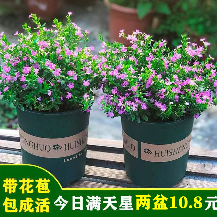 带花苞满天星盆栽室内桌面四季观花植物易开花植物好养的花卉绿植