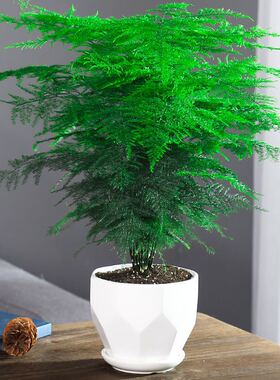 文竹盆栽植物室内净化空气办公室水培小绿植花卉大全盆景四季常青