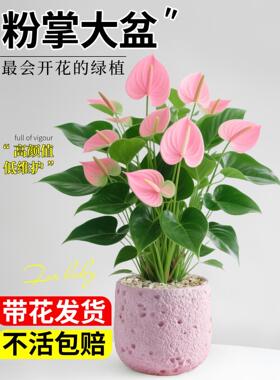 粉掌盆栽带花室内植物客厅办公室桌面绿植花卉盆景净化空气好养活