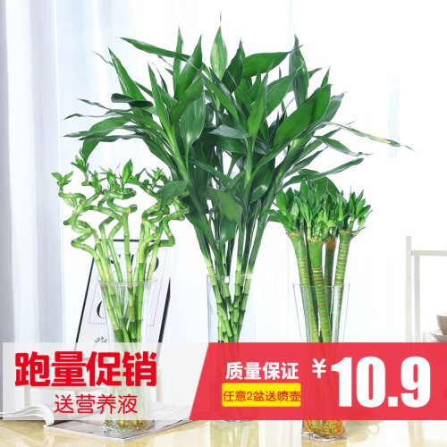 水培植物富贵竹转运竹观音竹水竹客厅植物除绿植花卉包邮
