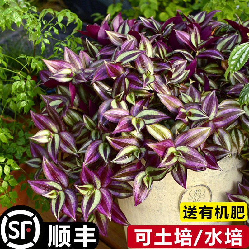 紫叶吊竹梅阳台室内紫罗兰吊兰盆栽绿植花卉净化空气好养耐活