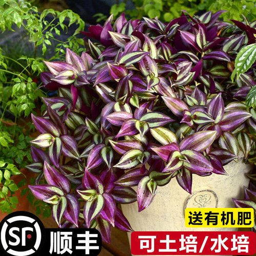 紫叶吊竹梅阳台室内紫罗兰吊兰盆栽绿植花卉净化空气好养耐活
