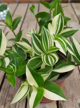 青白玉吊兰花叶吊竹梅阳台庭院盆栽观叶垂吊植物耐旱小绿植