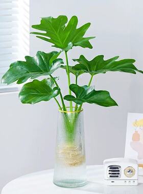 春羽盆栽耐阴易活水培植物室内龟背竹春雨绿植常青好养办公桌植物