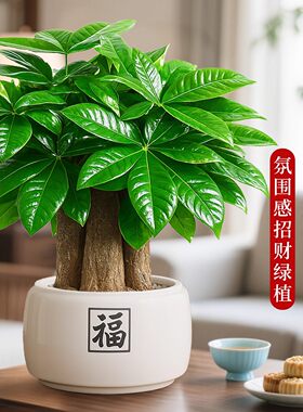 发财树盆栽招财旺宅桌面盆景办公室绿植室内客厅中式禅意四季植物