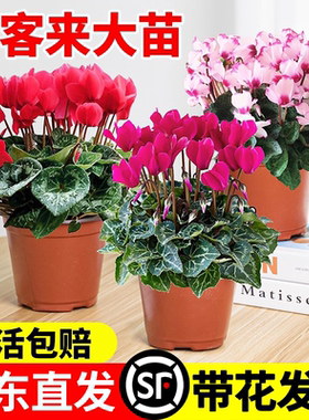 仙客来盆栽花苗兔耳花好养大花阳台室内开花花卉蝶衣花年宵花绿植