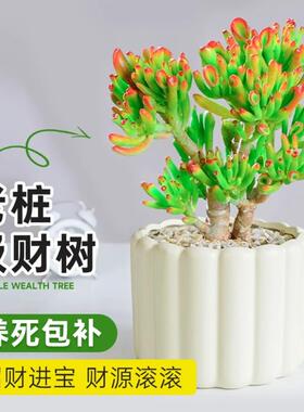 吸财树多肉老桩植物招财盆栽办公室内特大桌面发财树绿植四季常青