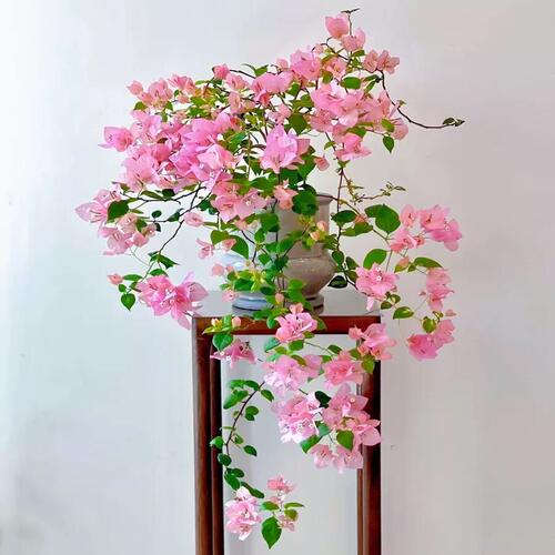 带花三角梅花树苗盆栽新品带花老桩漳红绿樱室内阳台花卉爬藤垂吊