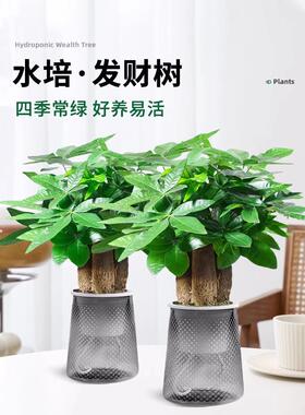 发财树小盆栽花卉绿植物办公室内吸甲醛绿萝文竹水培发财树好养
