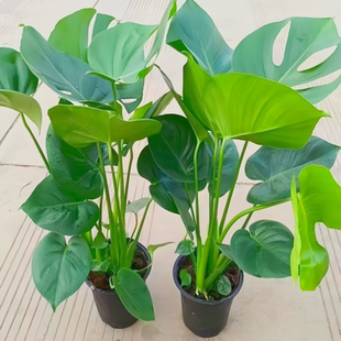 大型开背老桩龟背竹土水培盆栽办公客厅室内绿植 遇水即活