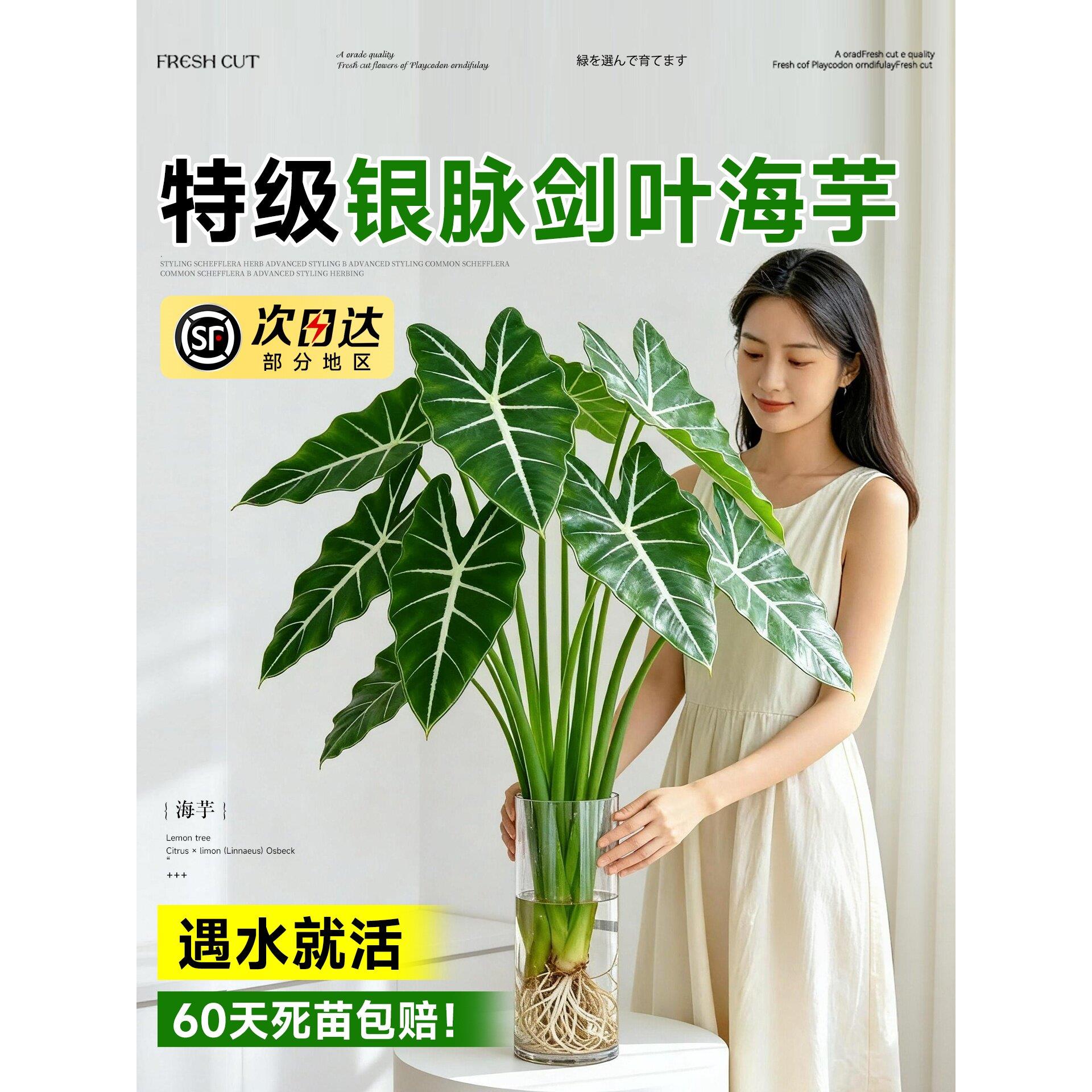 水培植物银脉箭叶海芋室内客厅剑叶海芋好养热植四季懒人水养绿植图片