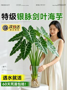 水培植物银脉箭叶海芋室内客厅剑叶海芋好养热植四季懒人水养绿植