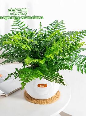 吉姆蕨盆栽网红蕨类植物办公室绿植室内欧洲蕨平安蕨宝石蕨铁线蕨
