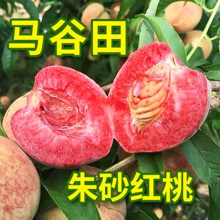 【顺丰123区包邮】正宗河南泌阳马谷田朱砂红桃小紫英桃离核新鲜