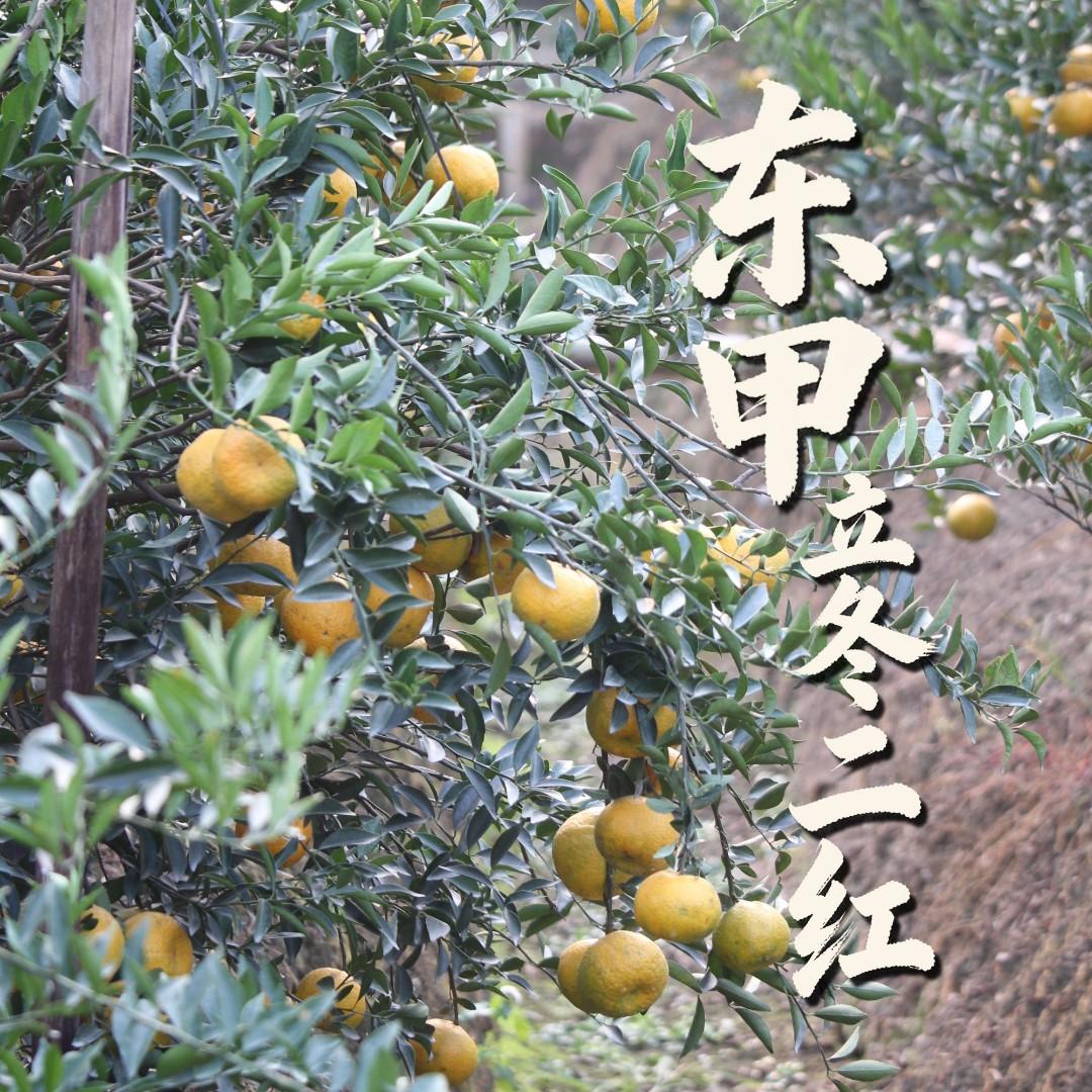 谊沏社保佬2024新会陈皮三江大红皮1斤核心新会发货1斤3斤/罐