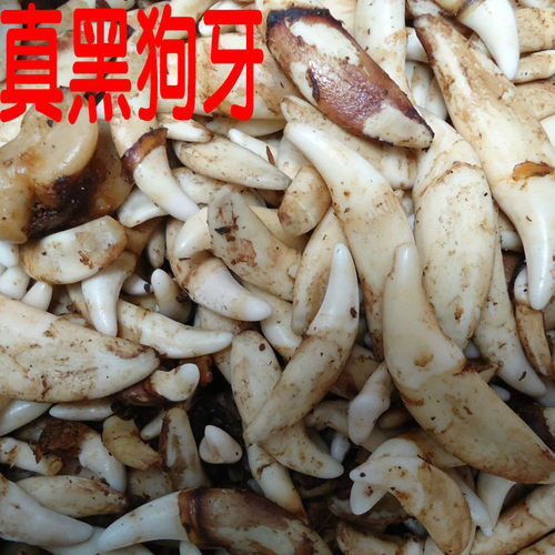 真黑狗牙吊坠项链婴儿