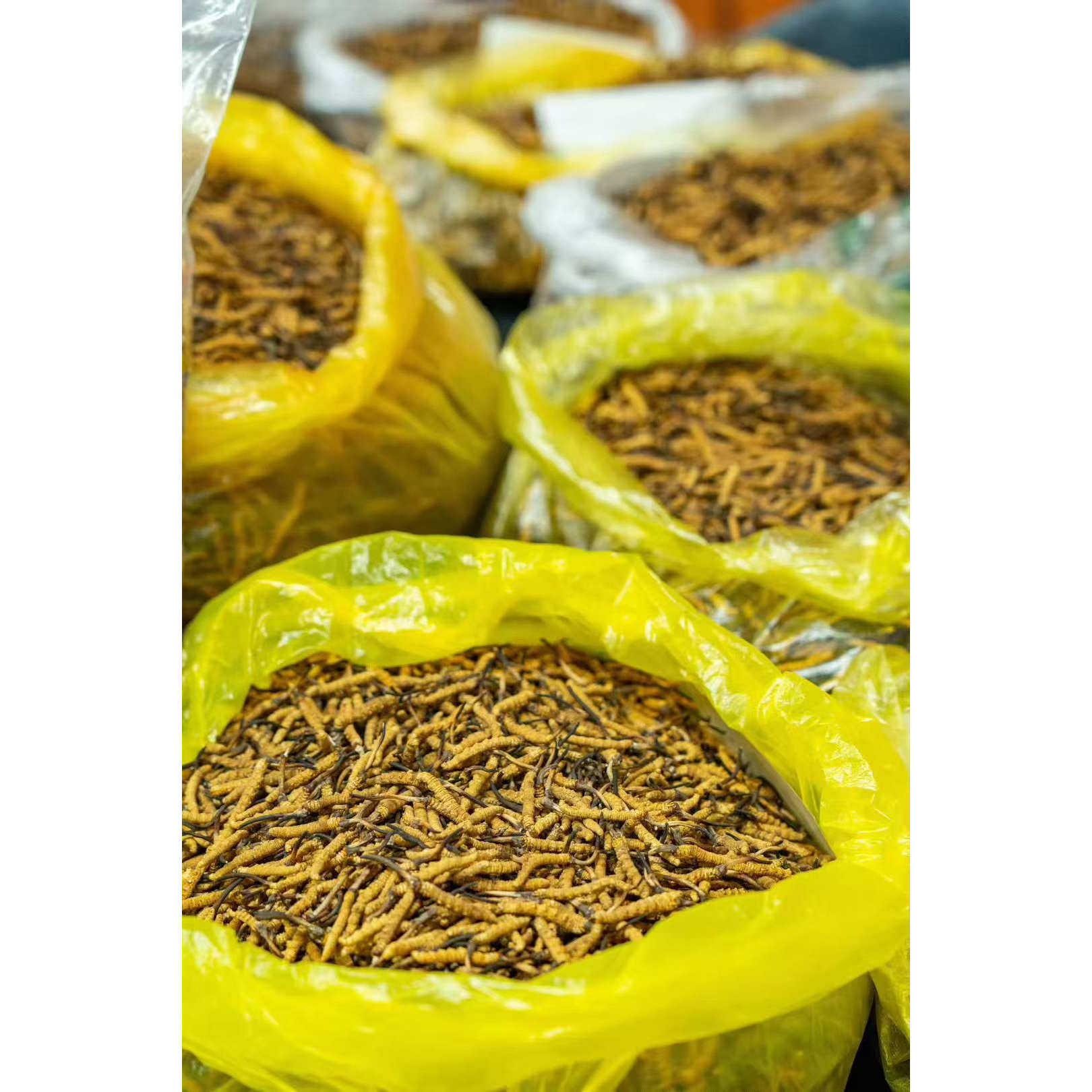 西藏冬虫夏草那曲断草正宗虫草正品断草自用泡酒精选精品