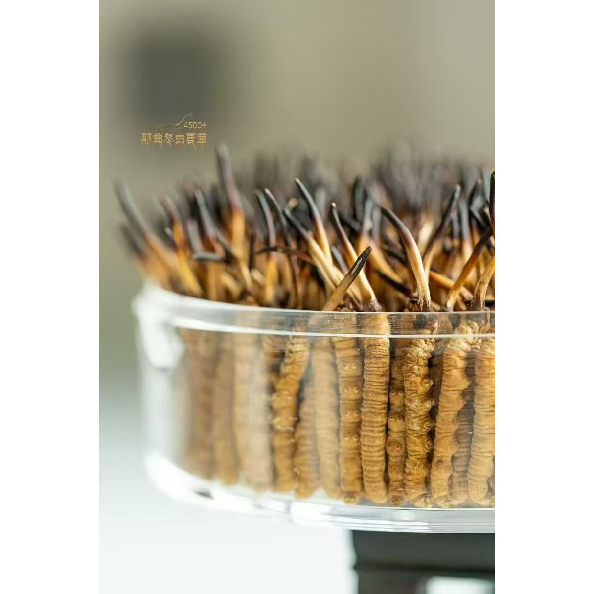 精品头期小黄芽西藏那曲冬虫夏草正品野生虫草西藏那曲正宗干无断