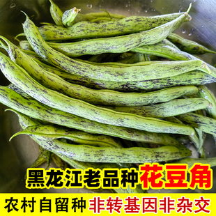 黑龙江东北老品种花豆角紫纹豆角新鲜蔬菜花皮芸豆类似四季豆架豆