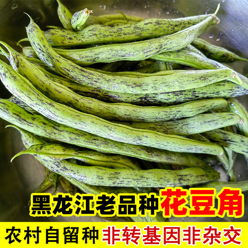 老品种花豆角黑龙江现摘紫纹豆角