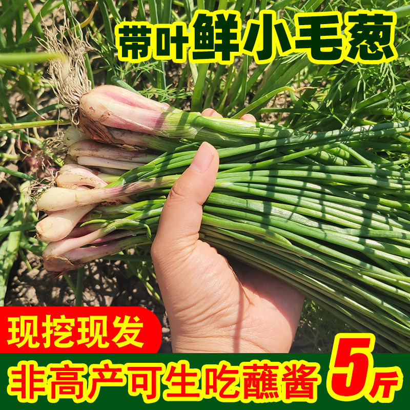 现挖非高产 东北新鲜小毛葱头红葱头鬼子葱带叶蘸酱菜东北蔬菜5斤