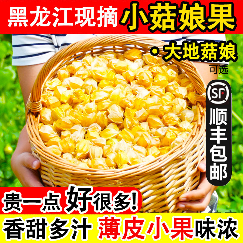 是小菇娘果不是大菇娘东北老品种