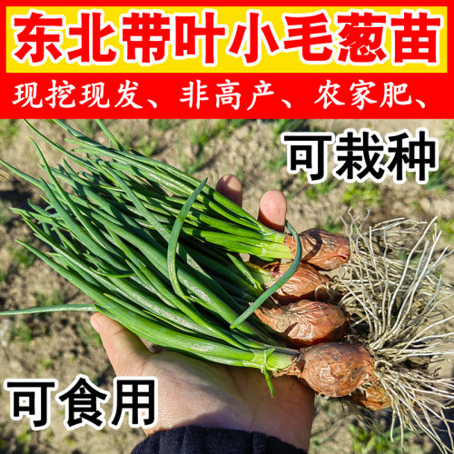 现挖现发黑龙江小毛葱苗新鲜带叶