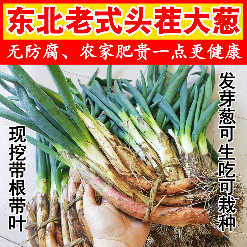 【无农药 农家肥】东北发芽葱大葱带叶新鲜5斤新鲜生吃小葱蘸酱