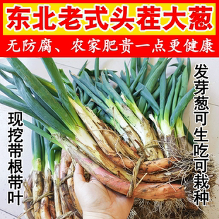 【无农药 农家肥】东北发芽葱大葱带叶新鲜5斤新鲜生吃小葱蘸酱