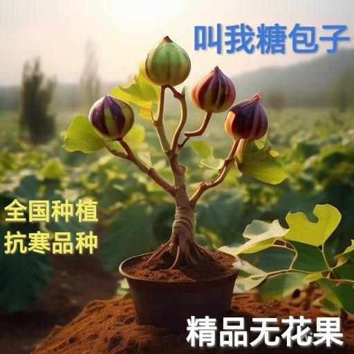 无花果苗树波姬红特大带果矮化盆栽四季南方北方当年结果带土树苗