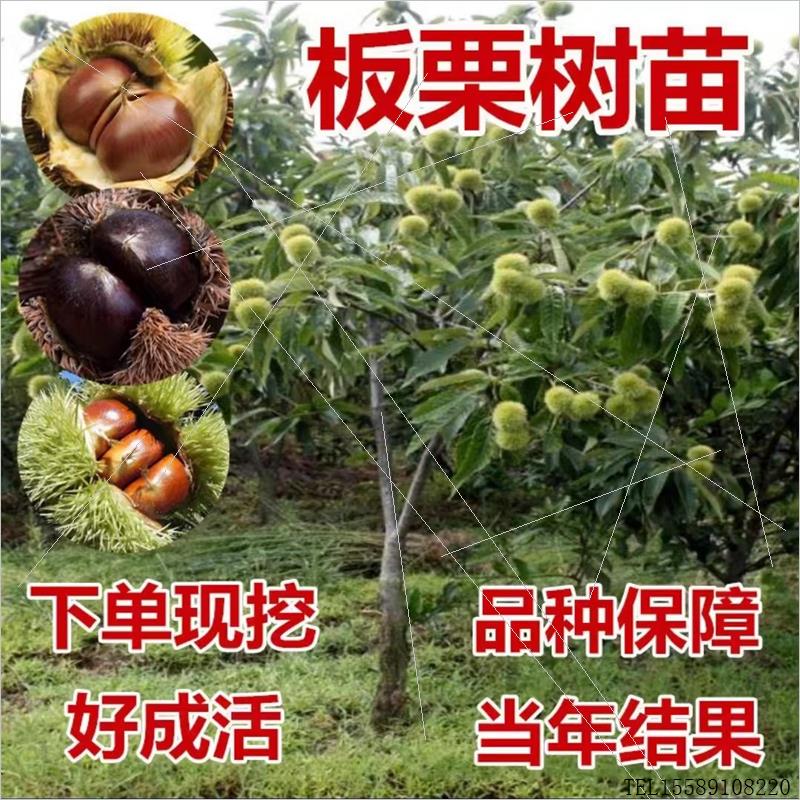 正宗嫁接板栗树苗油栗锥栗大红袍果苗栗子树苗南北方种植带土发货