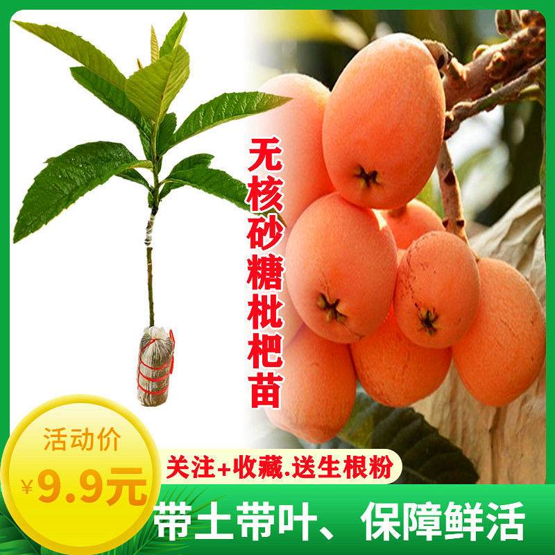 枇杷树苗 砂糖无核枇杷苗 嫁接果树苗当年结果南北方